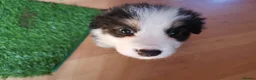 Mixed Breed dogs for sale: Beautiful Bordernese  - Advert 24