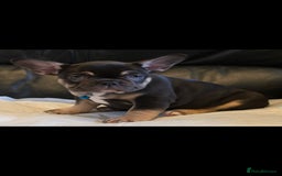 French Bulldog dogs for sale: TOP QUALITY KC REG FRENCHIES AVAILABLE  - Image 27