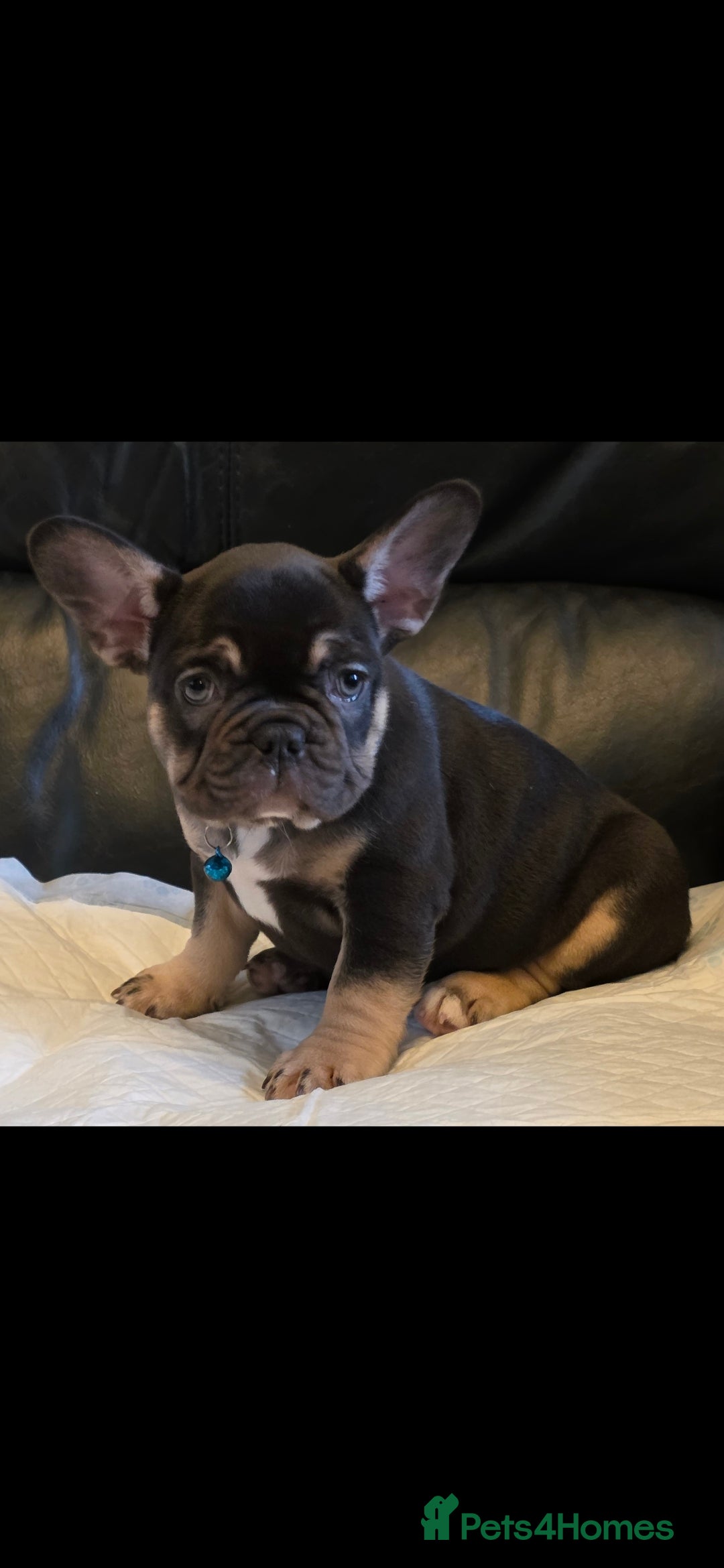 French Bulldog dogs for sale: TOP QUALITY KC REG FRENCHIES AVAILABLE  - Image 27