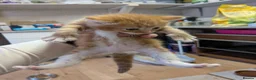 Mixed Breed cats for sale: 4 beautiful kittens for sale  - Advert 7
