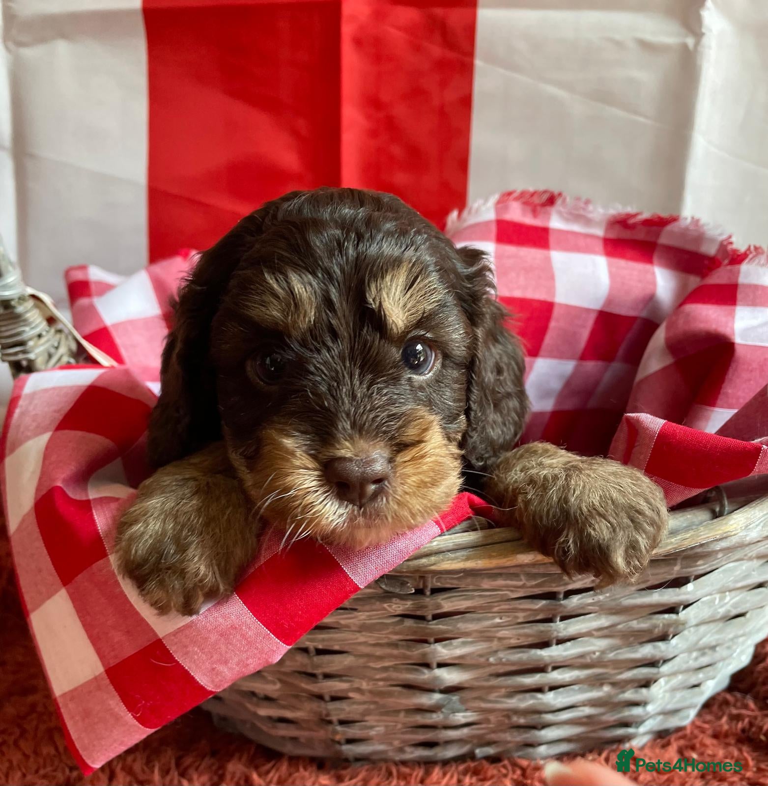 Cavapoo dogs Extensively health tested Cavapoo puppies for sale - Advert 1