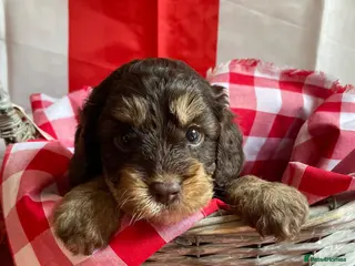 Cavapoo dogs Extensively health tested Cavapoo puppies for sale - Advert 7