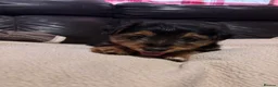 Jack Russell dogs for sale: 🐶 PURE JACK RUSSELL PUPPIES FOR SALE - Advert 2