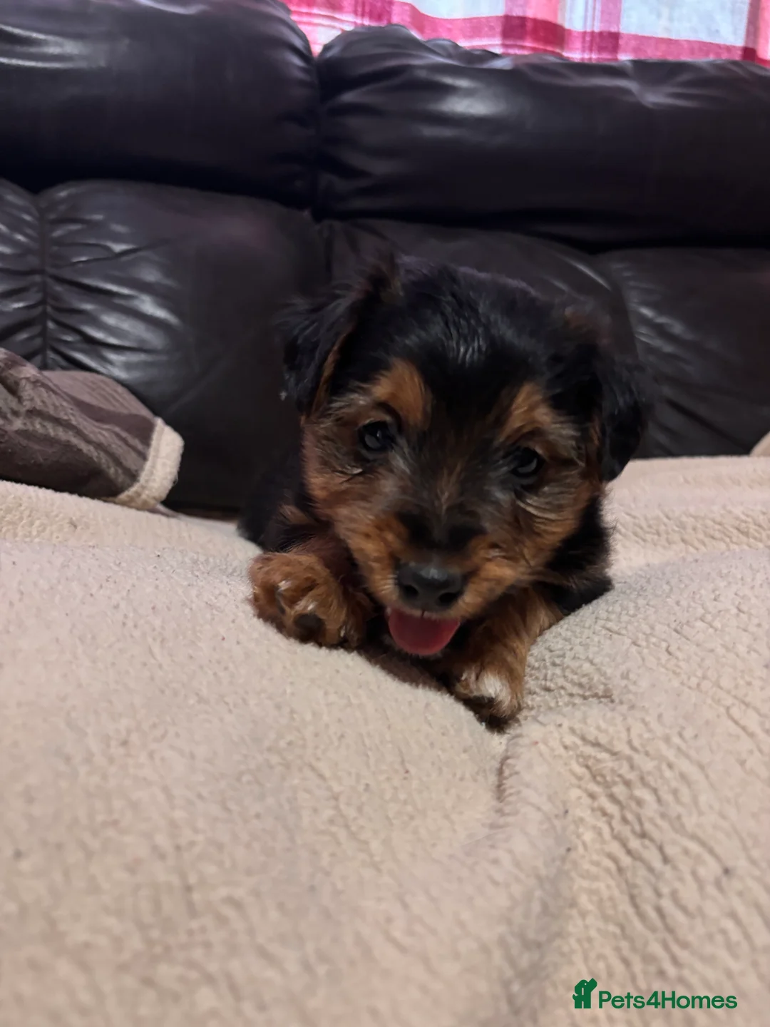 Jack Russell dogs for sale: 🐶 PURE JACK RUSSELL PUPPIES FOR SALE - Advert 2