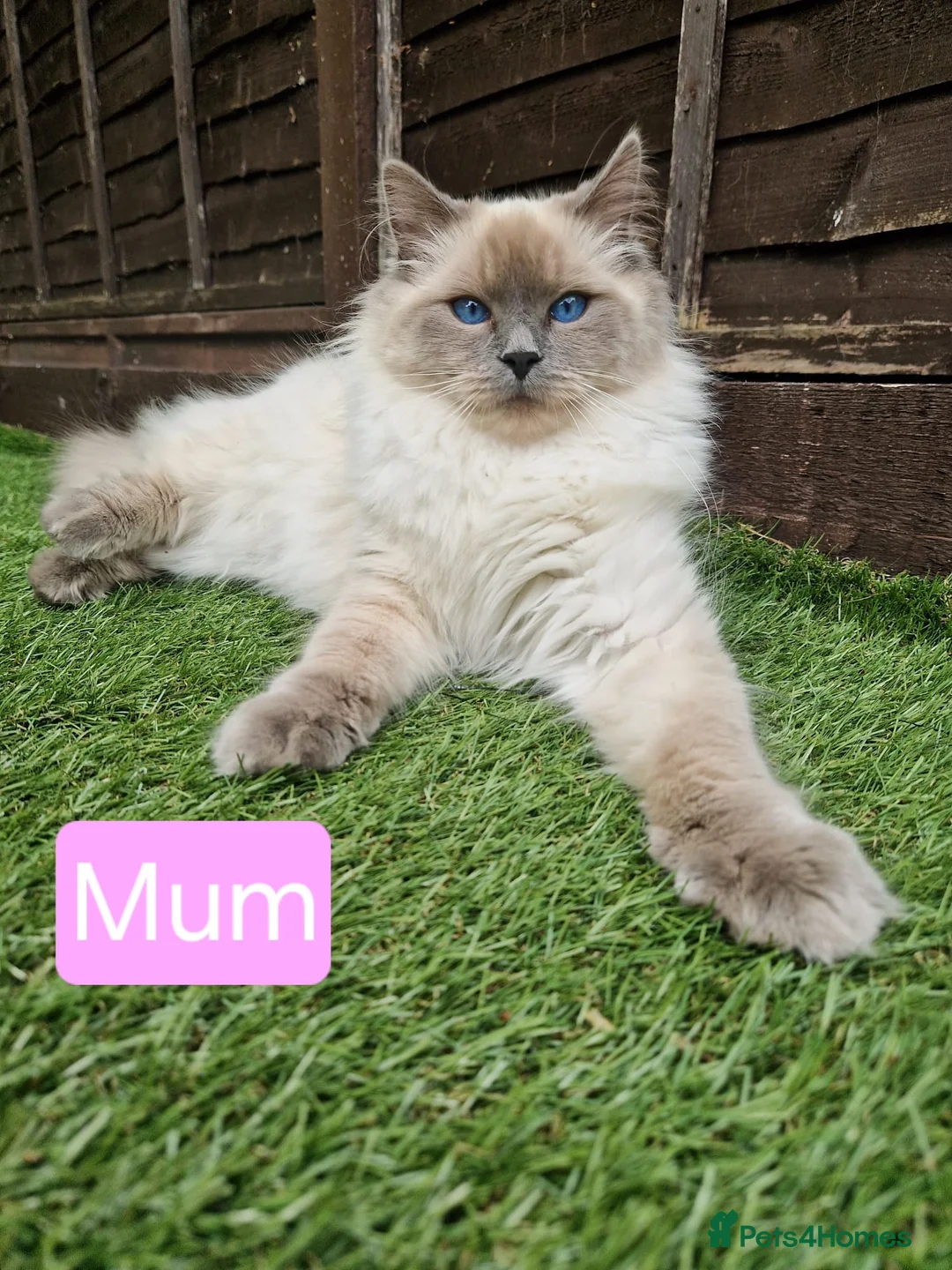 Ragdoll cats for sale: Ragdoll Kittens – 4 Beautiful Girls Available in Eastleigh - Advert 1