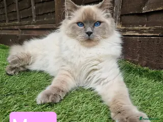 Ragdoll cats Ragdoll Kittens – 4 Beautiful Girls Available - Advert 1