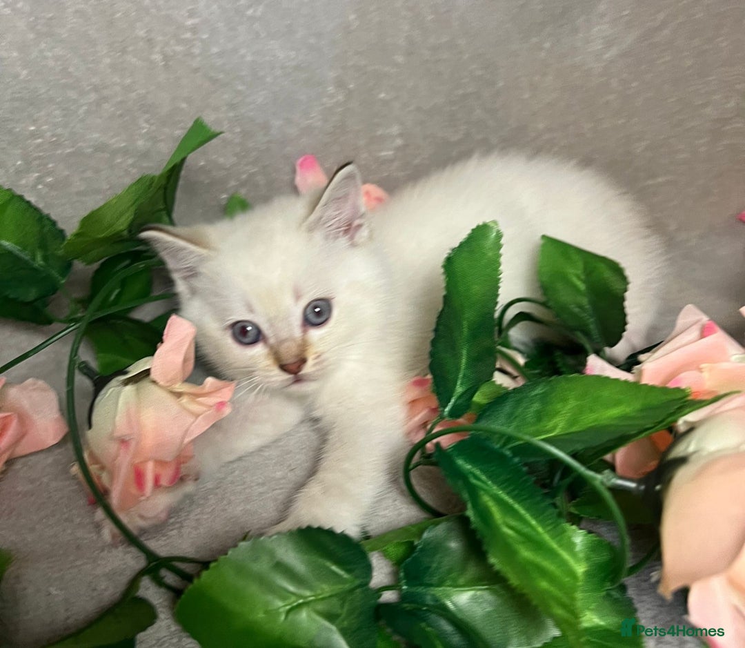Mixed Breed cats for sale: 6 cute blue-eyed Ragdoll and BSH mix kittens  - Advert 11
