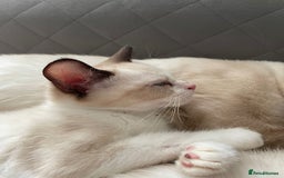 Ragdoll cats for sale: 2 Males Ragdoll Kittens Ready Today offers welcome in Purley - Image 8