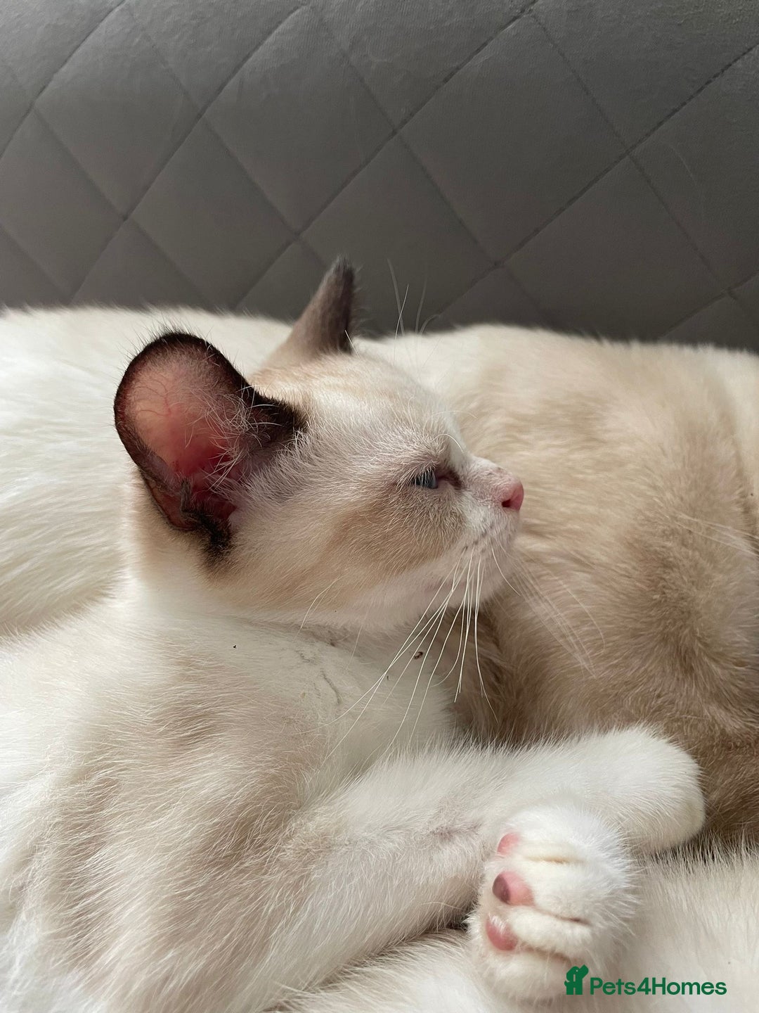 Ragdoll cats for sale: 2 Males Ragdoll Kittens Ready Today offers welcome in Purley - Image 8