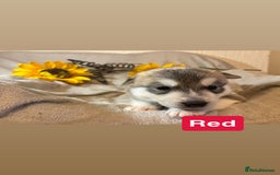 Utonagan dogs for sale: 8 Huskey malamutes  - Image 14