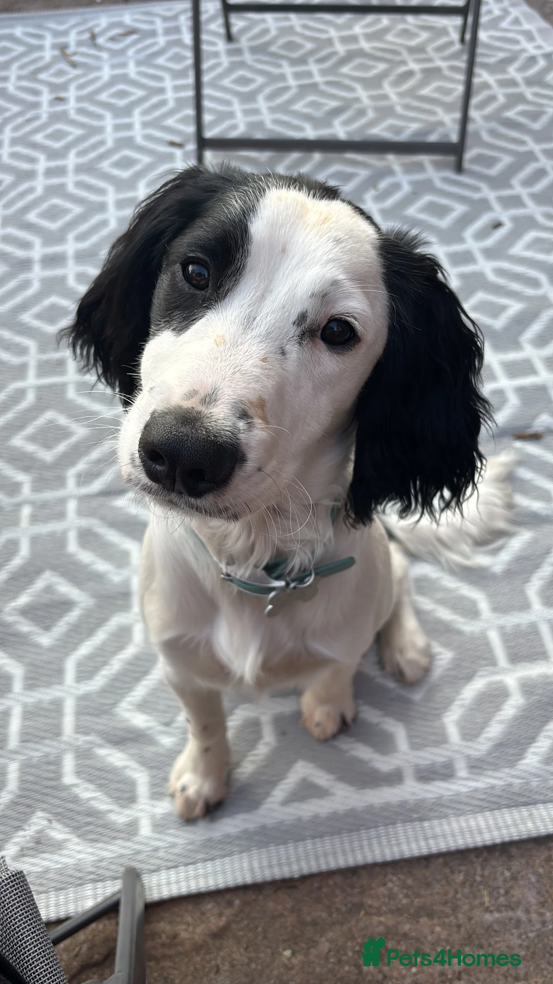 Cocker Spaniel dogs for sale: Gorgeous Working Cocker Spaniel Male for Sale  in Manchester - Advert 4