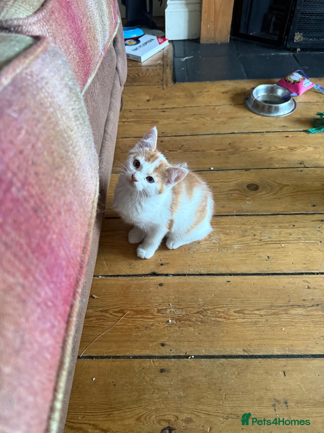 Domestic Shorthair cats for sale: 3 Adorable Ginger and White Kittens - Advert 5