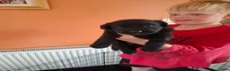 Sheprador dogs for sale: K.C registered German Shepherd × Labrodore pups  - Advert 11