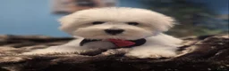 Bichon Frise dogs for sale: 100%pureBichon frise,health tested-clear!!! - Advert 17