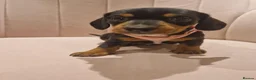 Miniature Dachshund dogs for sale: Stunning little daxie pups 😍 - Advert 4