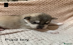 Utonagan dogs for sale: Siberian husky x malamute puppies - Image 13