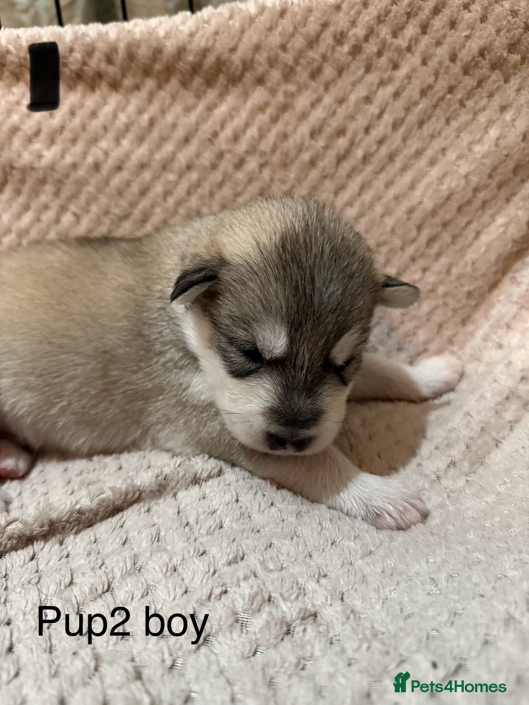 Utonagan dogs for sale: Siberian husky x malamute puppies - Image 13