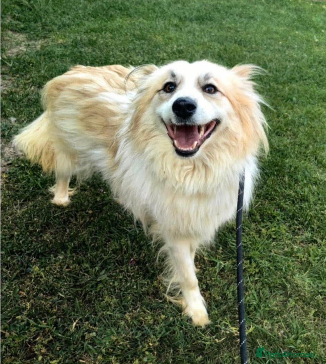 Mixed Breed dogs for adoption: Forever home needed for gorgeous Edmond  - Image 2