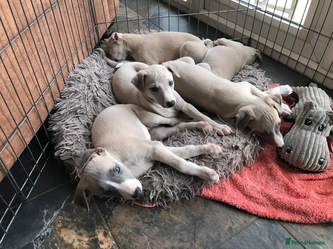 Whippet dogs for sale: Stunning whippet puppies - Advert 3