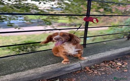 Cocker Spaniel dogs for sale: **No longer available** Gorgeous Cocker Spaniel - Image 2