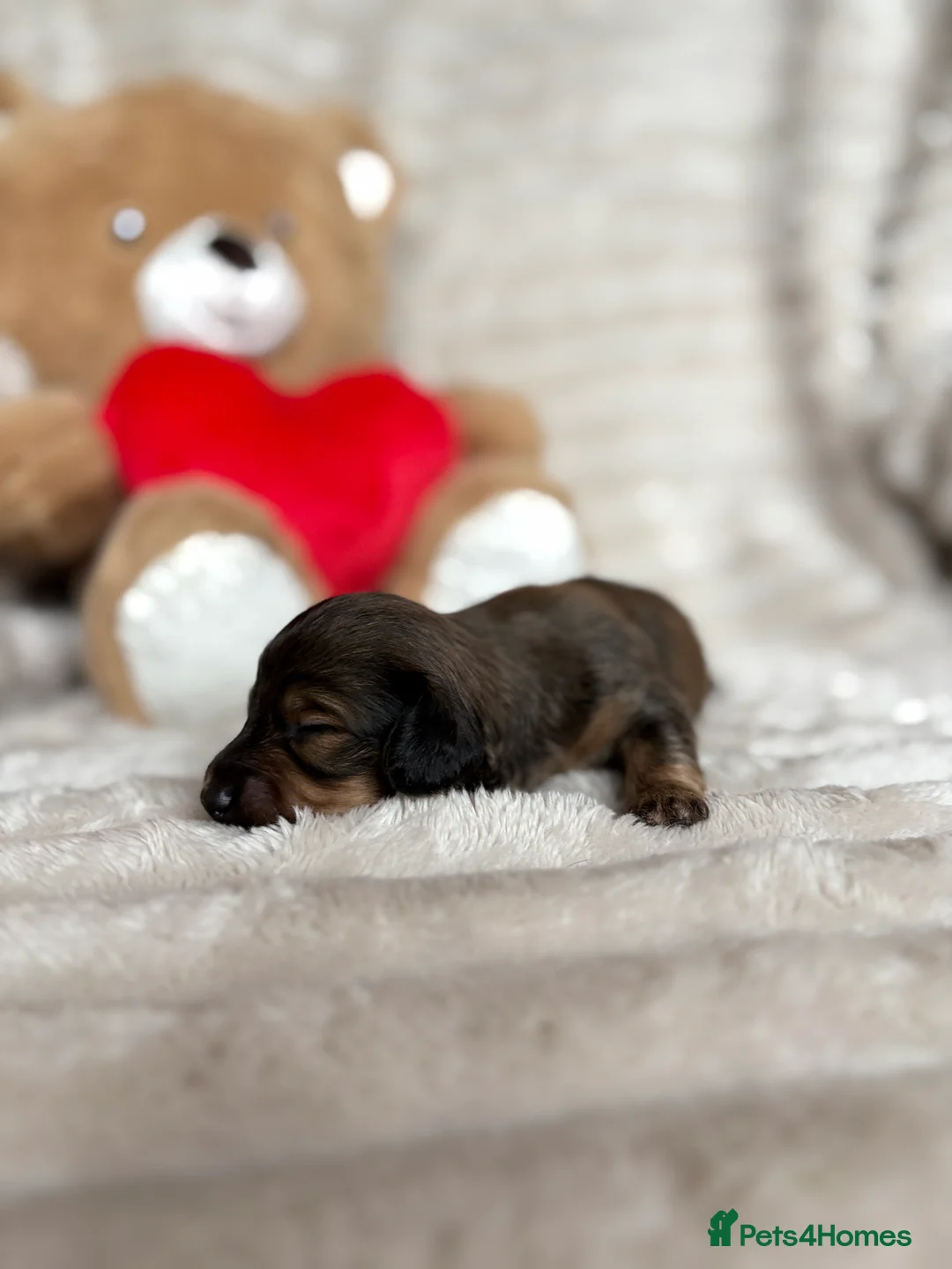 Miniature Dachshund dogs for sale: KC CREAM LONG HAIRED MINIATURE DACHSHUNDS🤍 - Advert 8