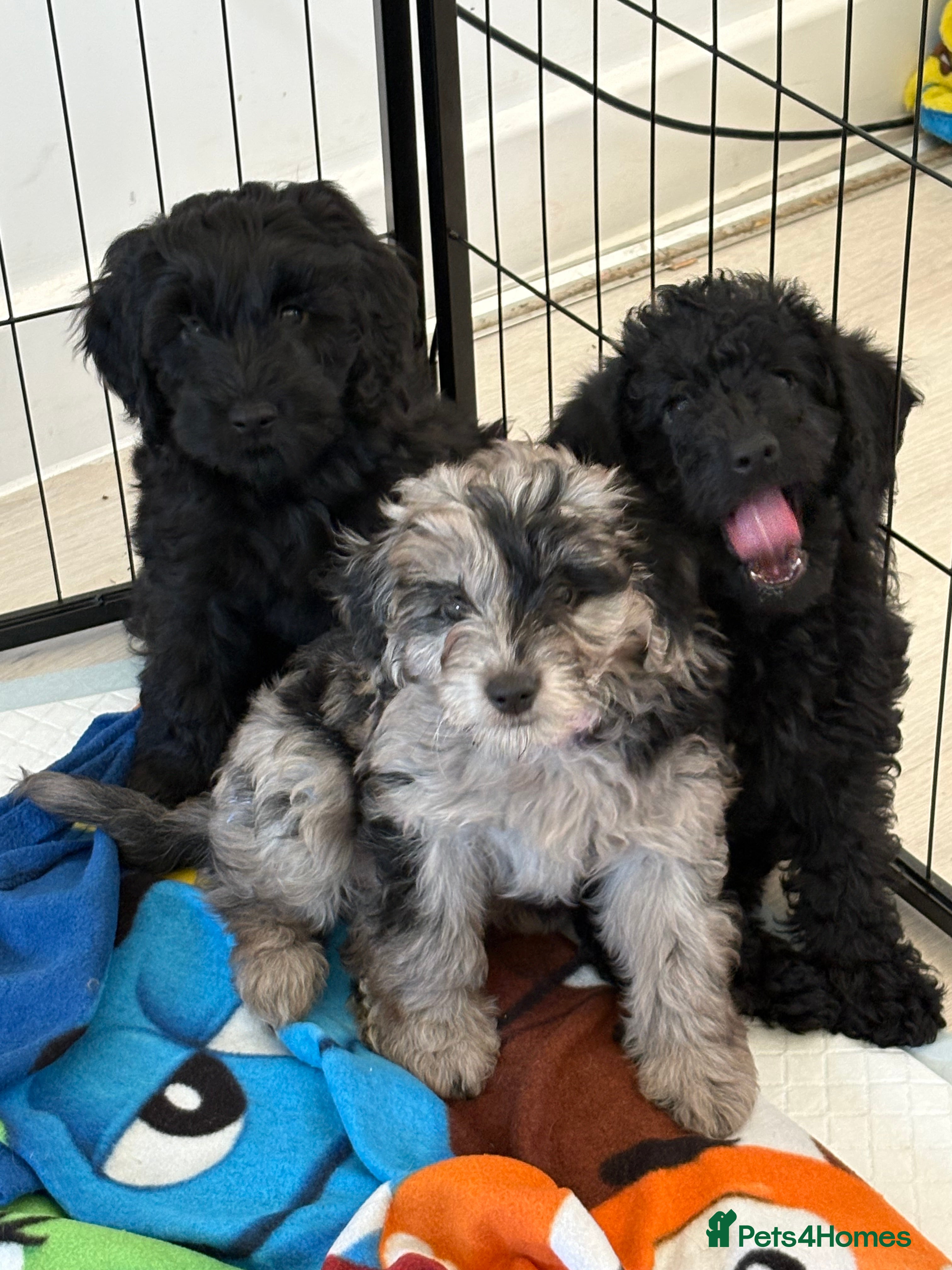 Labradoodle dogs 5* F1B Mini Labradoodles 2 LEFT READY TO LEAVE NOW - Advert 7