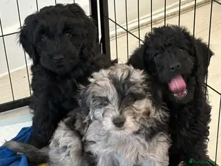 Labradoodle dogs 5* F1B Mini Labradoodles 2 LEFT READY TO LEAVE NOW - Advert 5