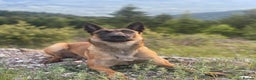 Belgian Shepherd Dog dogs for sale: KC Registered & Health Tested Belgian Malinois - Advert 24