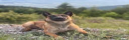 Belgian Shepherd Dog dogs for sale: KC Registered & Health Tested Belgian Malinois - Advert 30