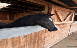 Welsh Section D horses for sale: Stunning Welsh Section D - Image 1