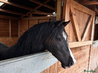 Welsh Section D horses - Advert 4