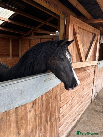 Welsh Section D horses - Advert 1