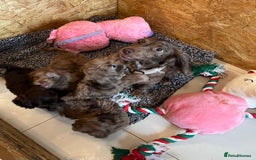 Cockapoo dogs for sale: 🩷READY TO LEAVE - Beautiful F1 Cockapoo pups  - Image 4