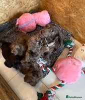 Cockapoo dogs - Advert 6