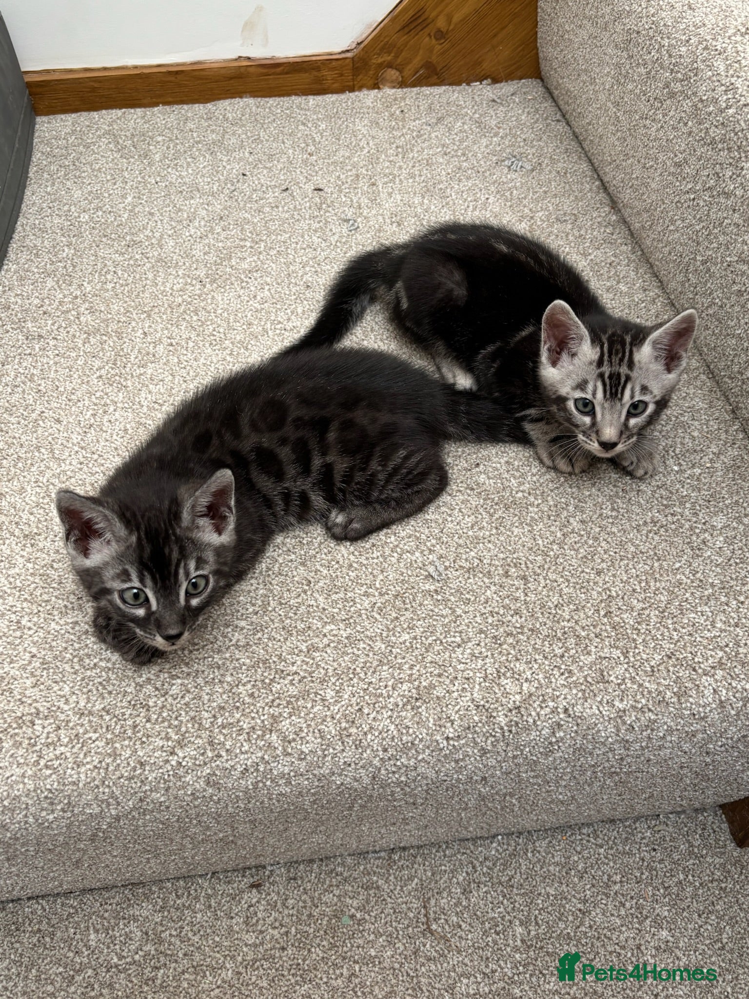 Bengal cats Ready Friday. Pedigree Tica Bengal Kittens - Advert 1