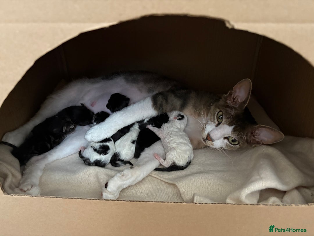 Mixed Breed cats for sale: Seven Tiny Adventures Waiting for Their Families - Advert 2