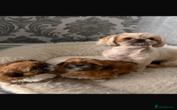 Shih Tzu dogs for sale: Shih tzu pup for sale  - Image 5