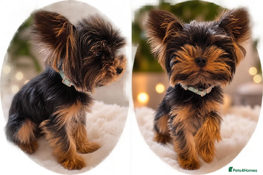 Yorkshire Terrier dogs for sale: 🐾Adorable Yorkshire Terrier Male–18 Months Old🐾 - Advert 1