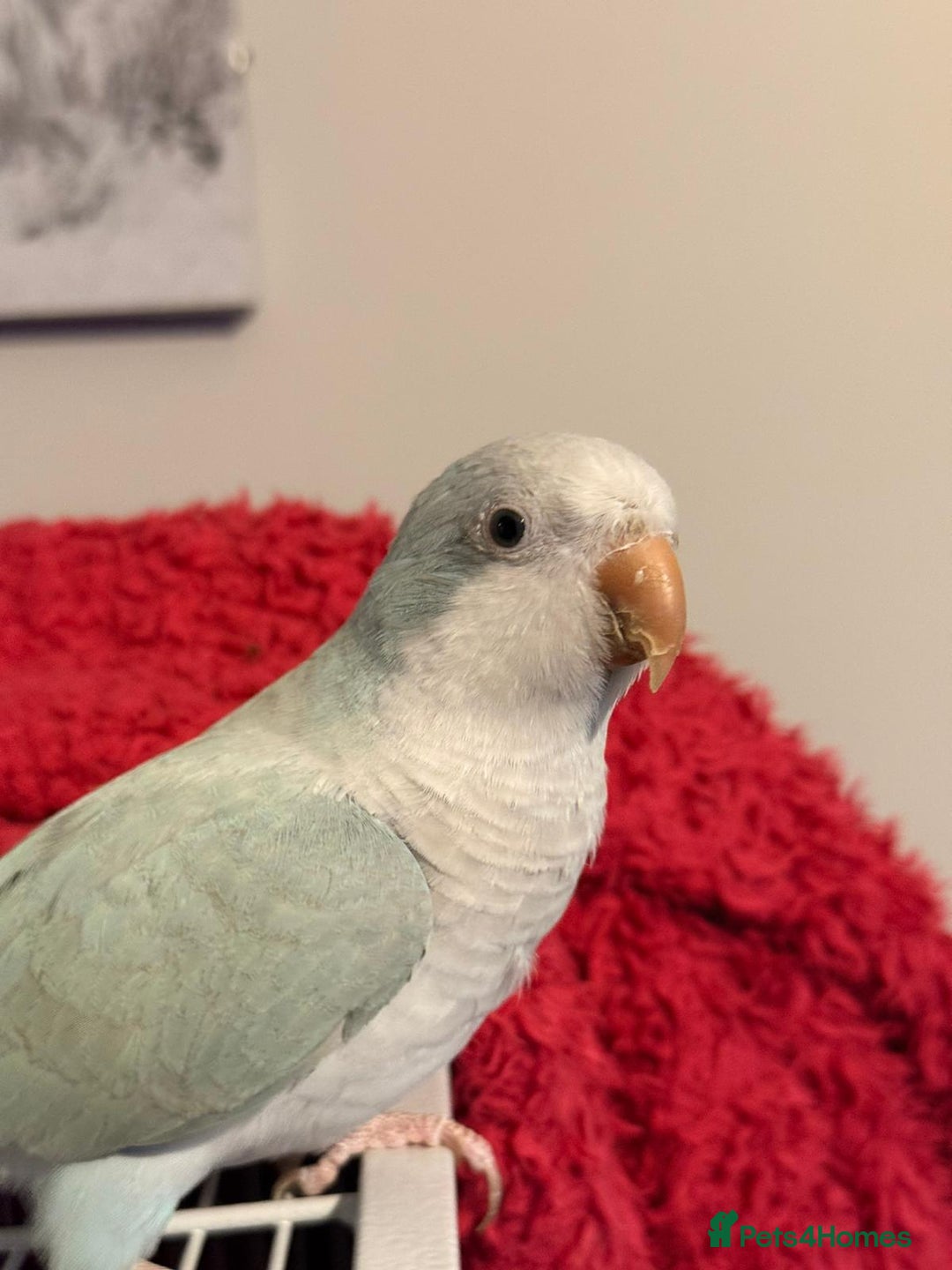 Parrots birds for sale: Light blue female quaker parrot - Advert 5