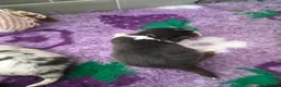Mixed Breed dogs for sale: Shorgi Puppies  - Advert 6
