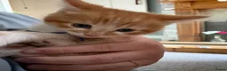 Mixed Breed cats for sale: Ginger male and tuxedo female - Advert 7