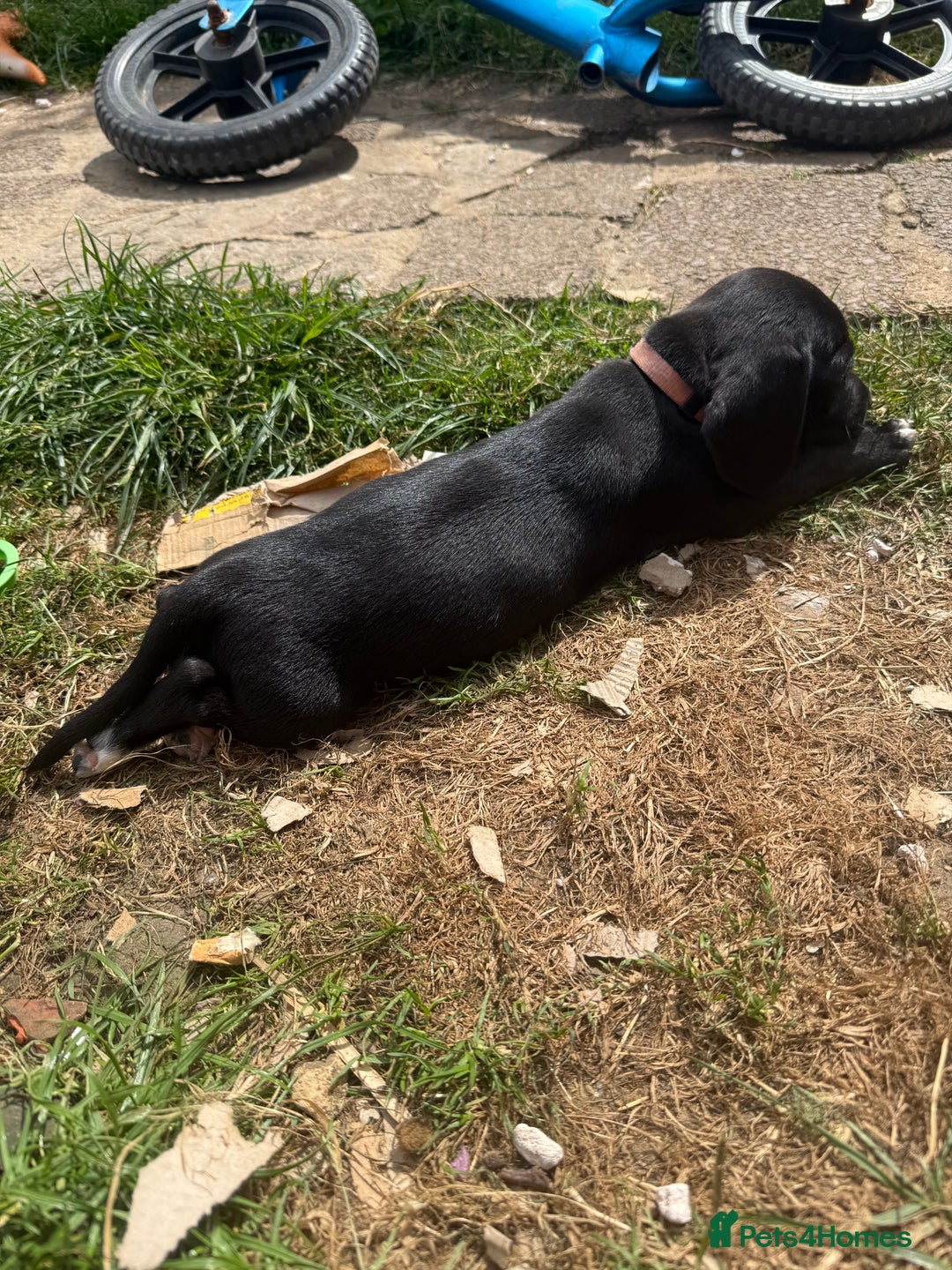Mixed Breed dogs for sale: Dashound x beagle - Image 4