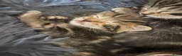 Bengal cats for sale: Bengal x Bombay  - Advert 4