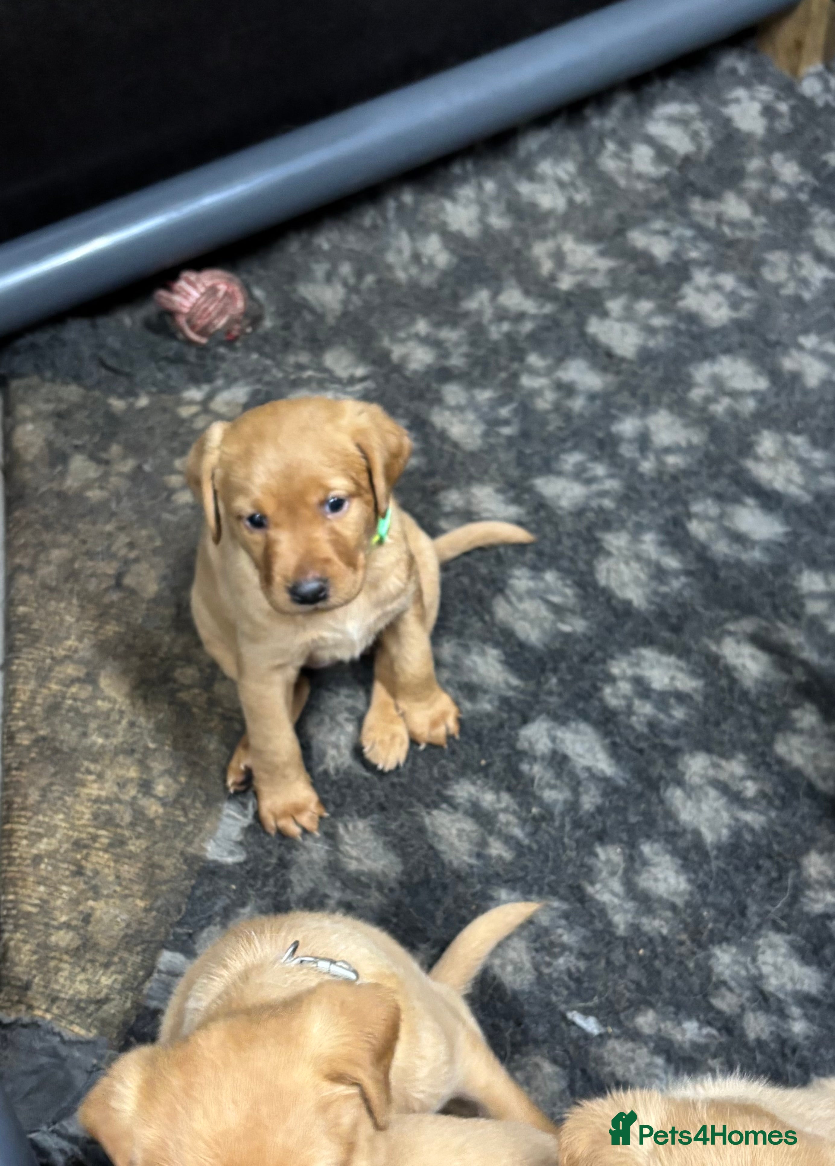 Labrador Retriever dogs Outstanding Red Fox Labrador Puppies - Advert 2