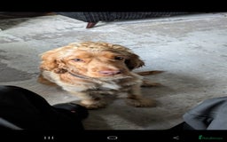 Cocker Spaniel dogs for sale: 8 month old show cocker - Image 12