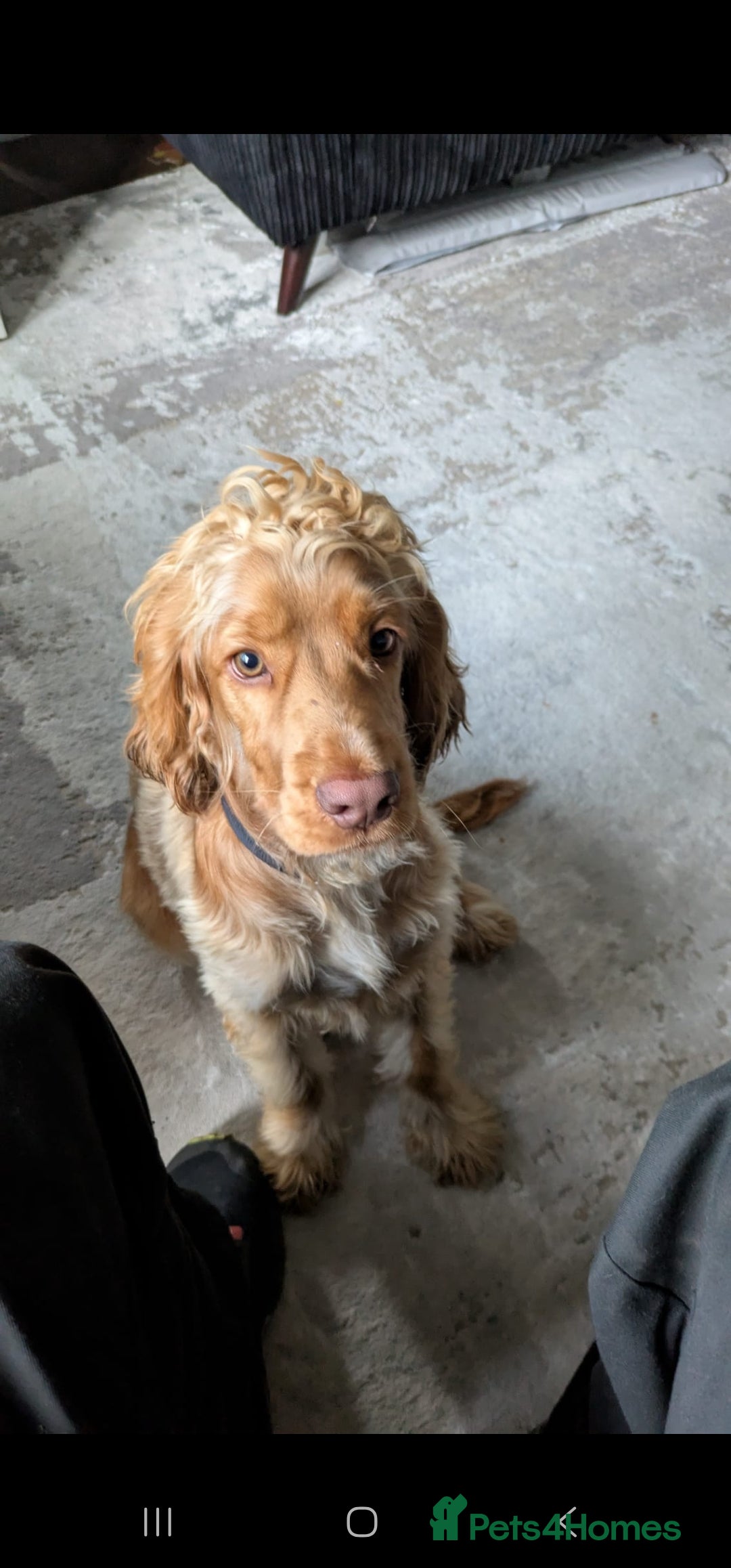 Cocker Spaniel dogs for sale: 8 month old show cocker - Image 12