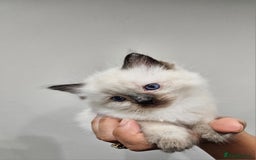 Ragdoll cats for sale: Seal, Sepia and Blue Ragdoll Kittens  - Image 6