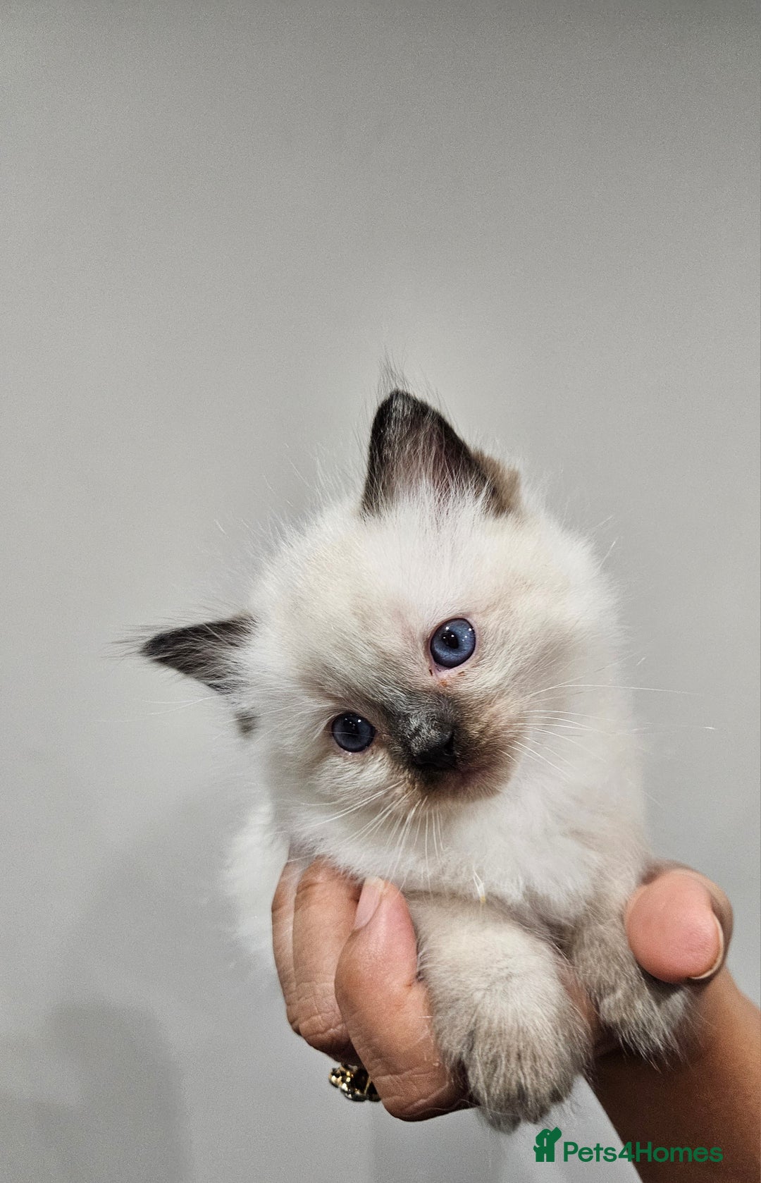 Ragdoll cats for sale: Seal, Sepia and Blue Ragdoll Kittens  - Image 6