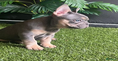 French Bulldog dogs - Advert 1
