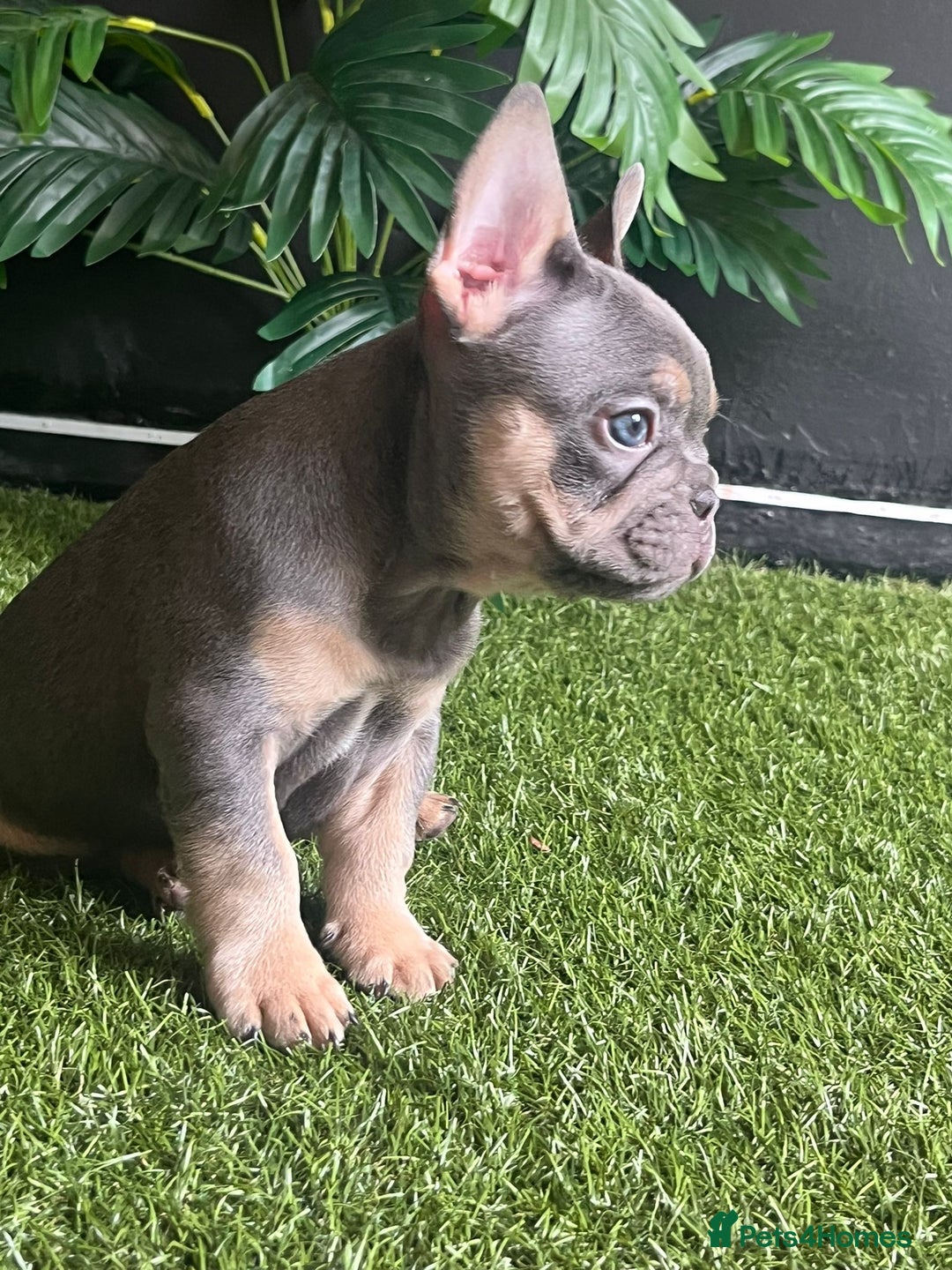 French Bulldog dogs for sale: Beautiful true to type French bulldog pups 3 left  - Image 2